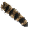 racoon tail